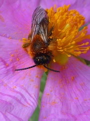 Dasypoda