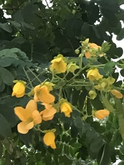 Senna surattensis