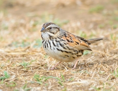 Xenospiza baileyi