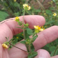 Sigesbeckia agrestis