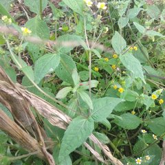 Sigesbeckia agrestis