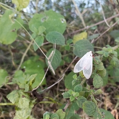 Amerila eugenia