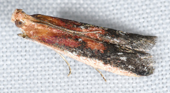 Honora montinatatella