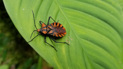 Spartocera pantomima