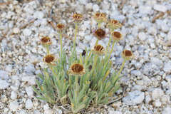 Erigeron concinnus concinnus