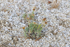 Erigeron concinnus concinnus