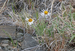 Erigeron concinnus concinnus