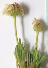 Erigeron concinnus concinnus