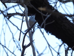 Polioptila nigriceps