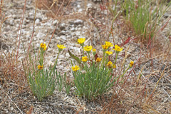 Erigeron linearis