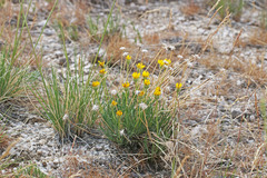 Erigeron linearis