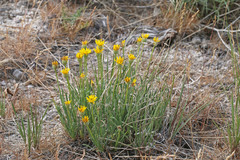 Erigeron linearis