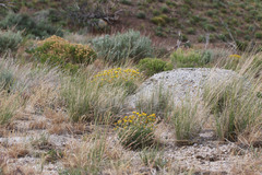 Erigeron linearis