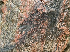 Lichinodium sirosiphoideum