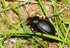 Carabus erosus