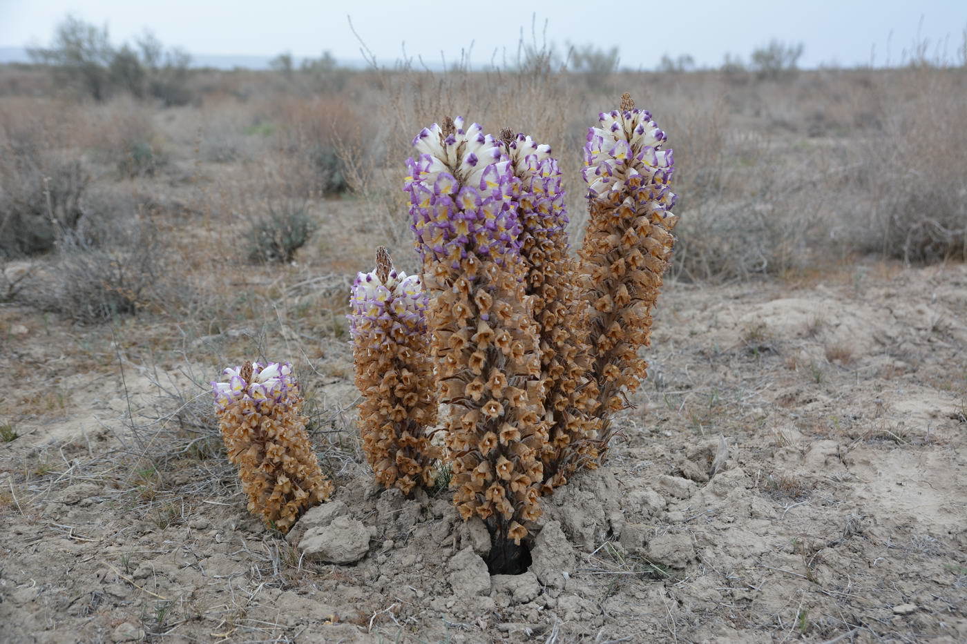 Cistanche