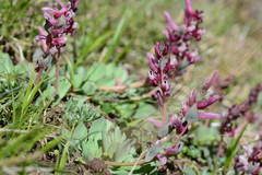Corydalis ledebouriana