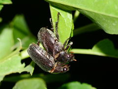 Phaeadoretus comptus