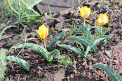 Tulipa alberti