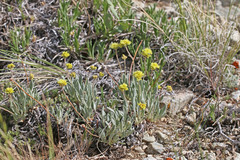 Eriogonum brevicaule laxifolium