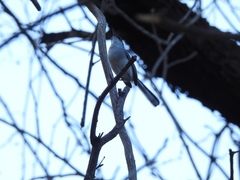 Polioptila nigriceps