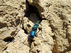Chrysis nitidula
