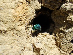 Chrysis nitidula