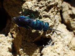 Chrysis nitidula