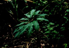 Arisaema thunbergii