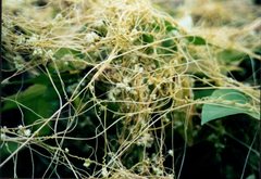 Cuscuta australis