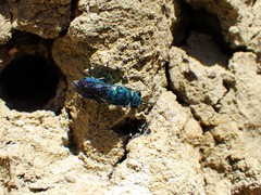 Chrysis nitidula
