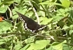 Battus philenor acauda