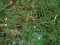 Melochia corchorifolia