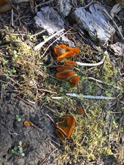 Caloscypha fulgens image