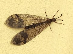 Glenoleon pulchellus