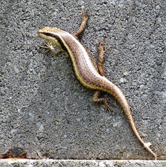 Trachylepis striata