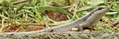 Trachylepis striata