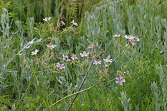 Geranium viscosissimum incisum