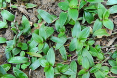 Murdannia loriformis