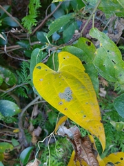 Dioscorea japonica