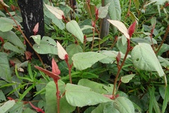 Lasiopetalum macrophyllum