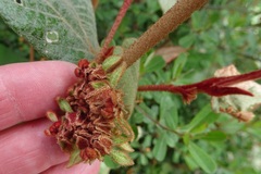 Lasiopetalum macrophyllum