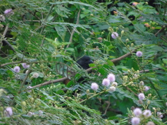 Centropus bengalensis