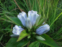 Gentiana × pallidocyanea