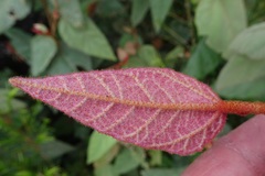 Lasiopetalum macrophyllum