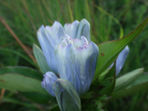 Gentiana X pallidocyanea