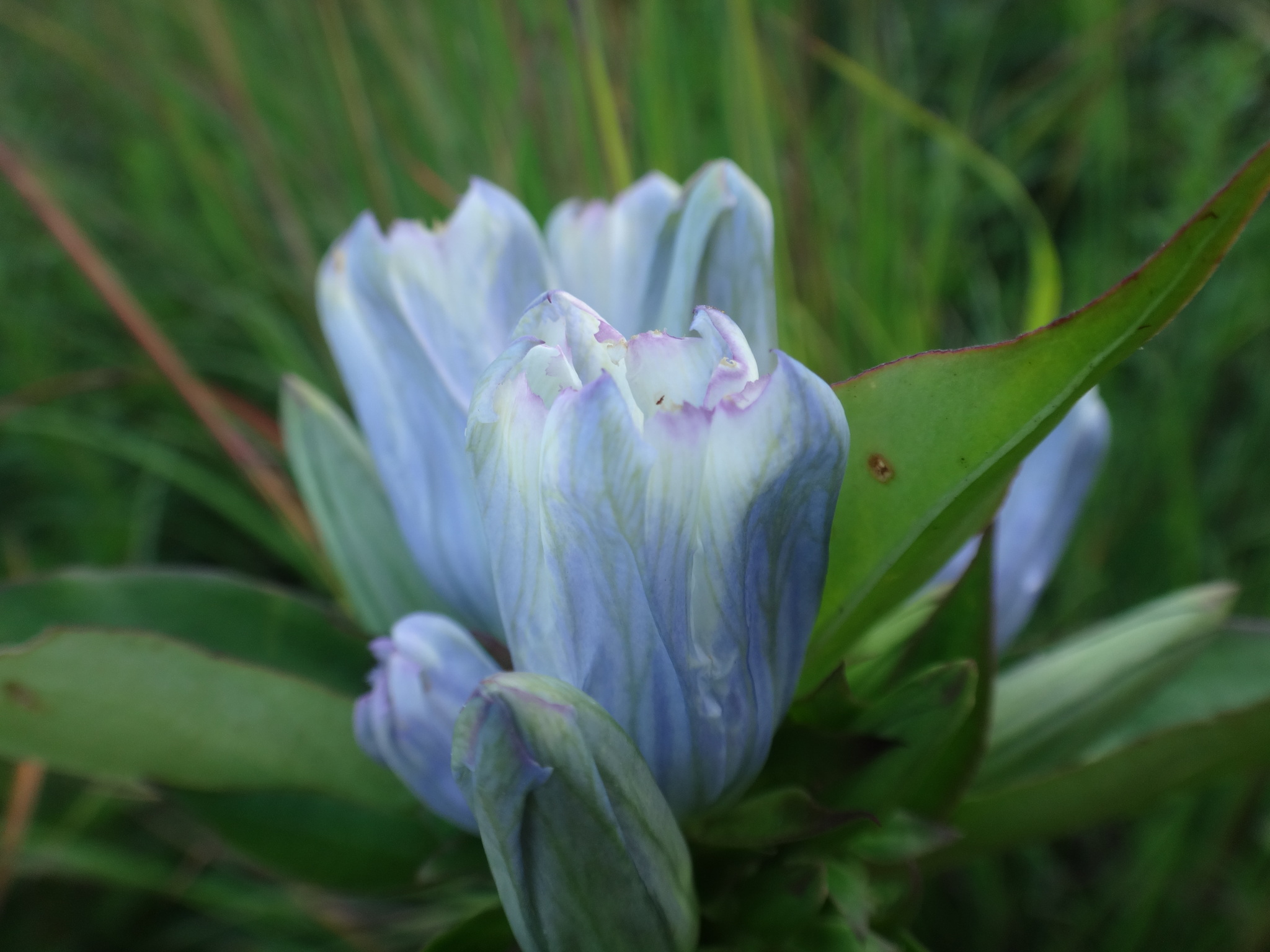 Gentiana X pallidocyanea