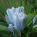 Hybrid Bottle Gentian - Photo (c) Derek Ziomber, some rights reserved (CC BY-NC-SA), uploaded by Derek Ziomber