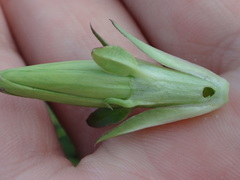 Gentiana × pallidocyanea