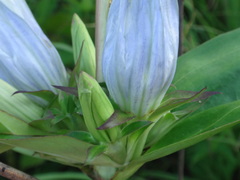Gentiana × pallidocyanea
